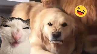 Funny Dogs And Cats Videos 2024 😅 - Best Funniest Animal Videos Of The week #9