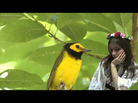 Zapevala sojka ptica