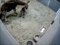 Toby The Okapi S Birth