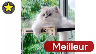 🏆 TOP 3 MEILLEUR HAMAC DE FENETRE POUR CHAT 2025 🐱