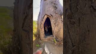 Tribe lives to BAOBAO TREE/Africa life experience #trending #bushman #africa #funny #jungle #life