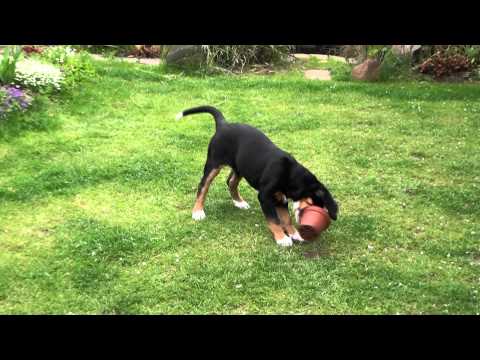 Spaß im Garten mit unserem Welpen Cleo - 10 Wochen