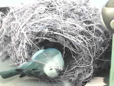 RE: Turdus grayi Camara en linea 2012