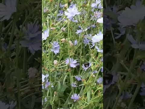 アンディーブ、フリゼレタス 植物