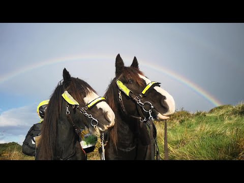 Wanderritt in Irland auf der Beara-Halbinsel mit zwei Pferden und einem Hund