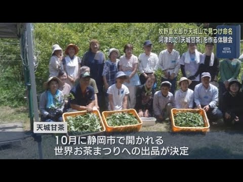 YouTube Video 名付け親は植物学者の牧野富太郎 静岡・河津町で天然甘味料の天城甘茶を作る体験会が行われる
