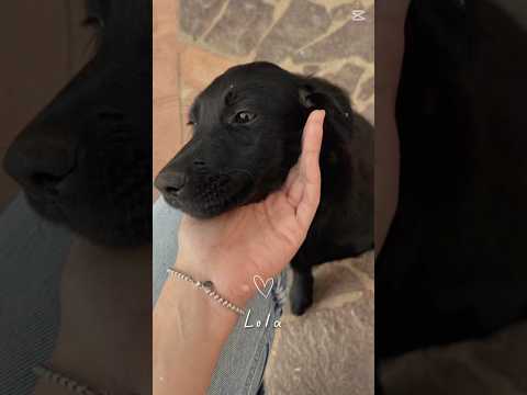 Regalo Lola splendida super soffice cucciola cerca casa 