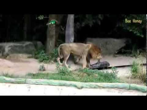 100 секунд_8-Лев съел кабана Lion ate wild boar