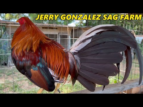 Jerry Gonzalez Joe Goode Clement Grey Sweater Kelso Asil SAG FARMS - Big Farm in Arkansas