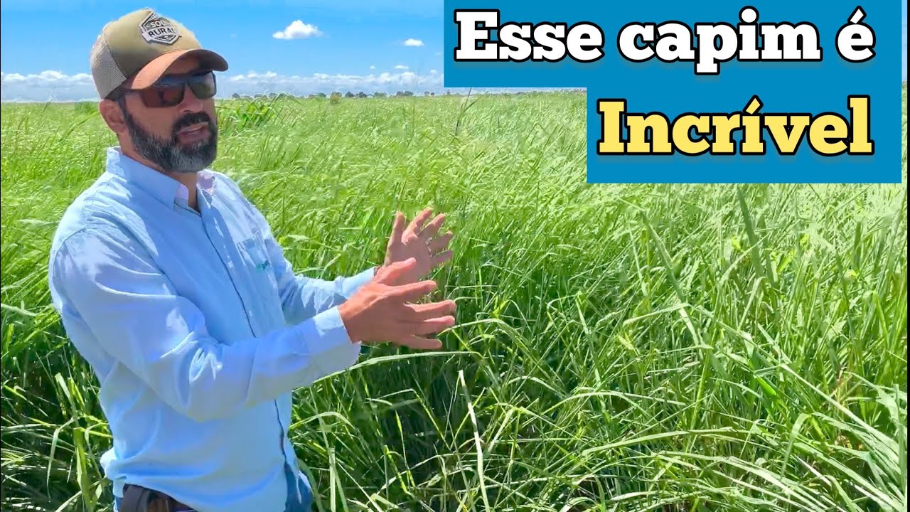 O MASSAY É INCRÍVEL | APRENDA COISAS SOBRE ESSE CAPIM QUE VOCÊ NÃO SABIA