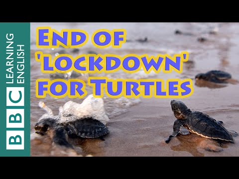 ウミガメのための「ロックダウン」が終了 (‘Lockdown’ ends for turtles)