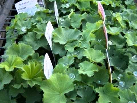 園芸 アルケミラ モリス、聖母のマント