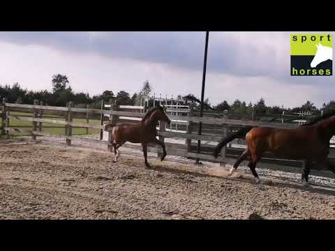 KWPN | Glock's Toto jr | JETSET D