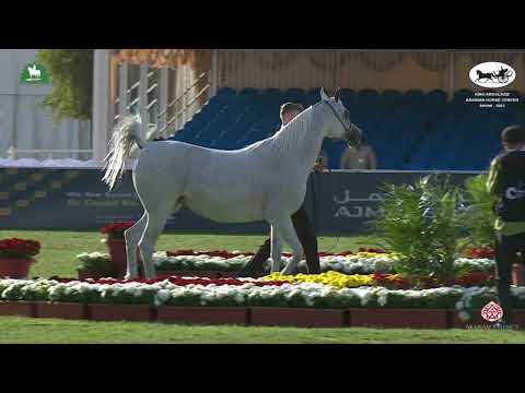 N 153 BRUMA BAHAMAS   King Abdulaziz Arabian Horse Center Show 2021   Mares 10+ Years Old Class 6