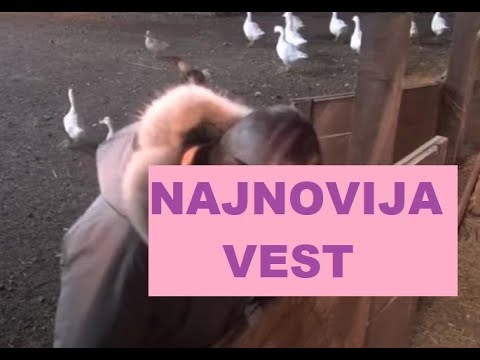 OVO NIJE EMITOVANO - NEVIĐENO - KAD MU SRCE NIJE STALO #zadruga #zadrugainfo