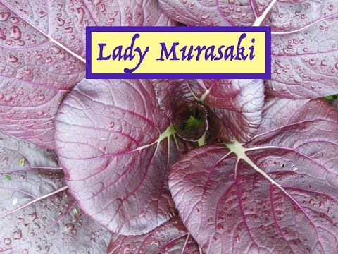 download lagu mp3 mp4 Red Komatsuna, download lagu Red Komatsuna gratis, unduh video klip Red Komatsuna