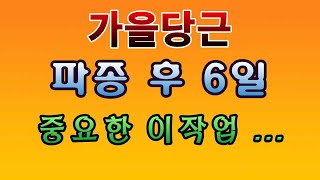 [텃밭농부. 1,211]  가을당근 파종 6일째. 중요한 이 작업 꼭 해 주세요 #당근재배