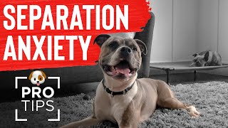 How To Fix Separation Anxiety In Your Dog: Professional Tips & Tools