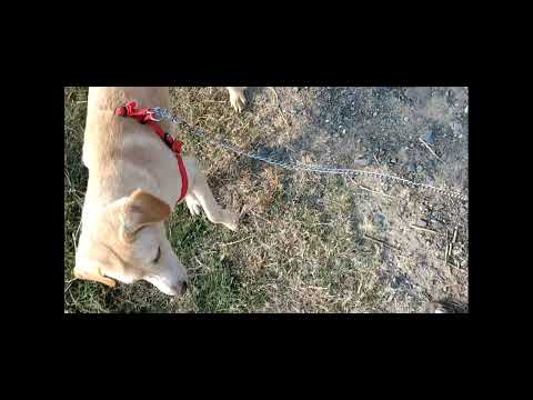 my son AJITH FIRST TIME VILLAGE VISIT -2021