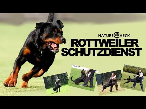 Schutzdienst - The German Rottweiler Sport