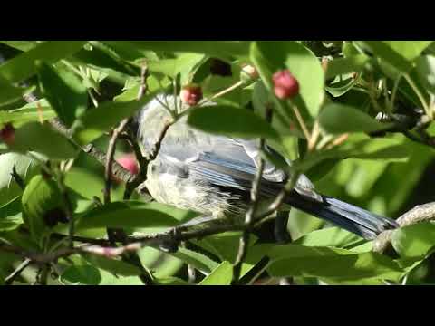 Parus maior an Amelanchier canadensis 180604n014