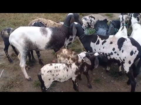 SANTA INÊS CHITADO NA FEIRA DE ANIMAIS DE CAMPINA GRANDE-PB 19/08/2026 @jamilemacao2447 