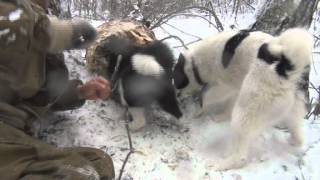Смотреть онлайн Зимняя охота на куницу с собаками