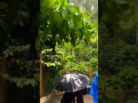 I walked across on a rainy day… #waterfall #viral #trending #travel #mysorediaries