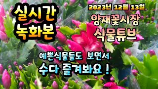 2023년 12월 13일 예쁜식물들 보면서 랜선으로 아이쇼핑하면서  수다즐겨봐요. #양재꽃시장 #식물튜브 #…