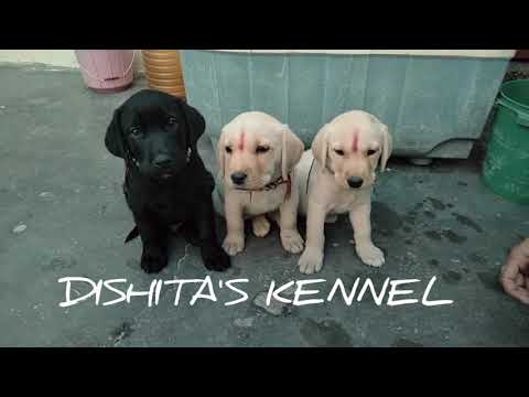 DISHITA'S KENNEL PRESENTS LABRADOR PUPPIES 9910876345