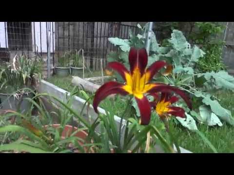 Daylily - Update