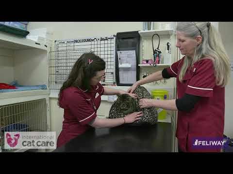 Removing a cat from a veterinary cage