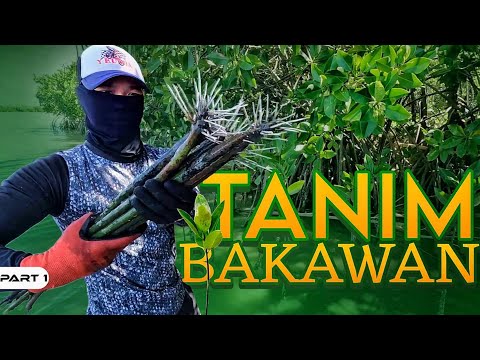 P1-OPERATION TANIM BAKAWAN | Update sa mga Tanim ng Team Harabas - EP1256