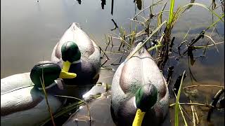 Atrapa kačice – návnada na lov a plašenie, dekorácia