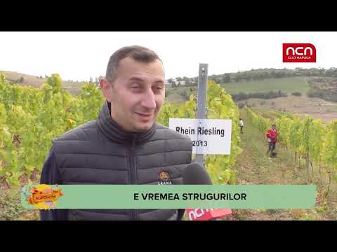 Agro Factor - E vremea strugurilor