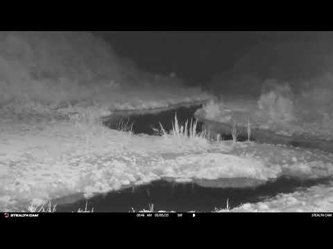 Bobcat on the Creek – Stealth Mode Activated March 5 2025