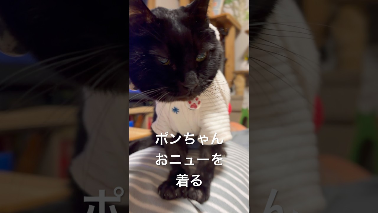 【元気です】ポンちゃんのファッションショー春らしいパーカー　#ジャンポン #cat #猫のいる暮らし