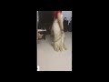 Keerthi Suresh Navel Mallu Tamil Actress Latest Navel Show