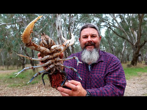 Catching MASSIVE freshwater crayfish
