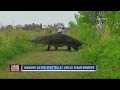 Massive Gator Spotted At Circle B Bar Reserve In Polk County