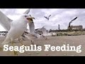 Bird Watching Seagull Feeding Frenzy Up Close Recorded With GoPro Hero Session Action Cam Tripod