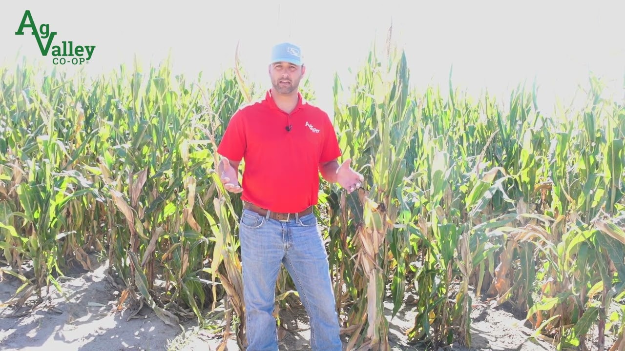 Preparing for Harvest