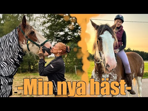 ÄNTLIGEN EN CLYDESDALE || Nu har jag 4 hästar!! || Hästvlogg