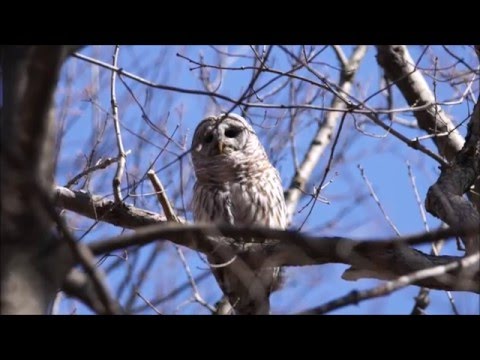 Barred Owl Call
