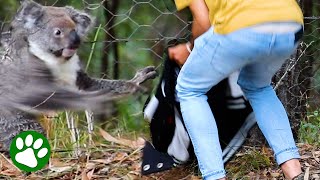 Kind man approaches trapped koala