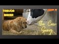 The Cow Song
