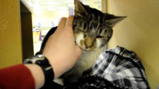 ADOPTED! *Lil Miss* - Furrever Friends Cat Rescue, Woodbury, NJ