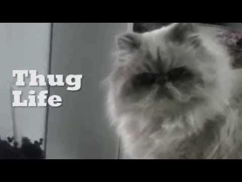 4chan /wsg/ - Scumbag cat x Thug Life