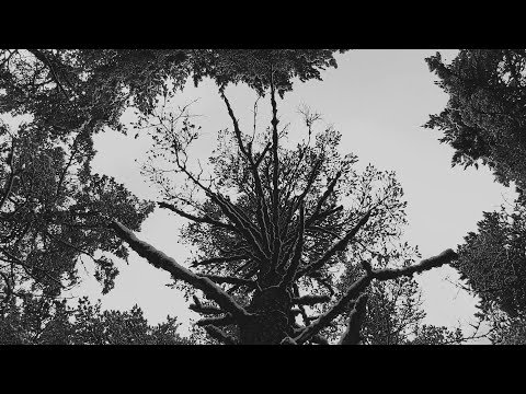 RAVN - Zov Lesa (Official Music Video)