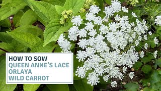 How To Sow Wild Carrot, Queen Anne’s Lace and Orlaya Seeds // Cottoverdi